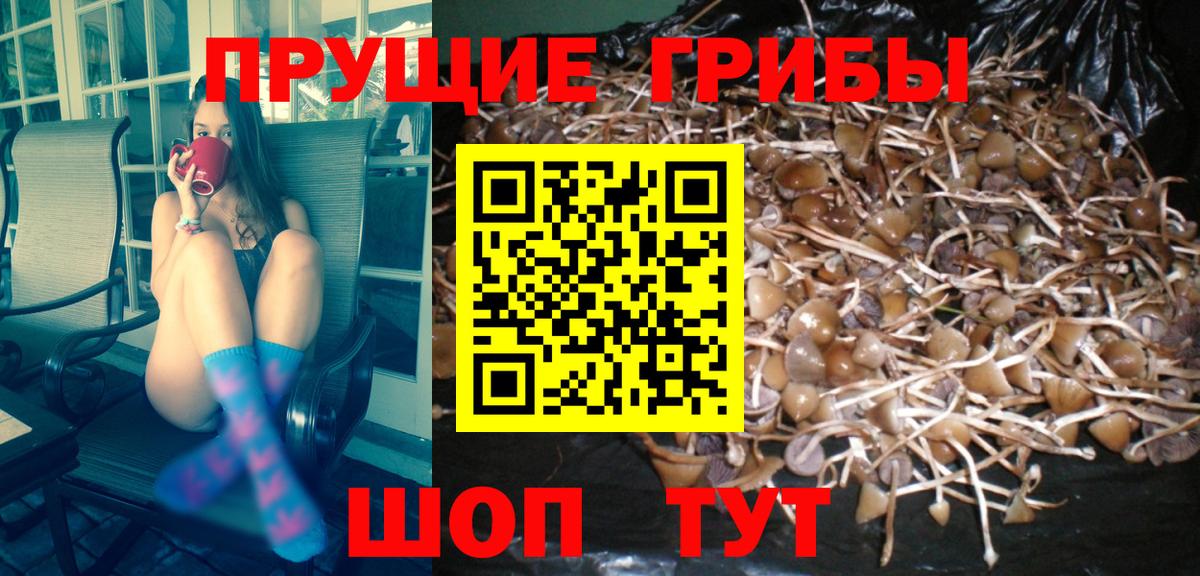Галлюциногенные грибы Psilocybine cubensis  Вход с VPN  Галлюциногенные грибы GOLDEN TEACHER  Вологда 